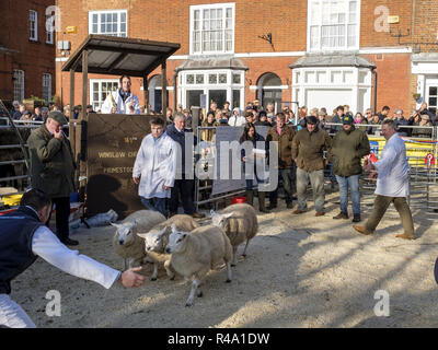 Winslow, Großbritannien - 26 November, 2018. Preis Schafe sind in der Winslow Primestock Show verkauft. Die Show ist eine jährliche Veranstaltung in der historischen Marktstadt in Buckinghamshire statt. Credit: Paul Maguire/Alamy leben Nachrichten Stockfoto