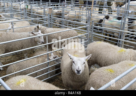 Winslow, Großbritannien - 26 November, 2018. Schafe sind in kugelschreibern an der Winslow Primestock Show statt. Die Show ist eine jährliche Veranstaltung in der historischen Marktstadt in Buckinghamshire statt. Credit: Paul Maguire/Alamy leben Nachrichten Stockfoto