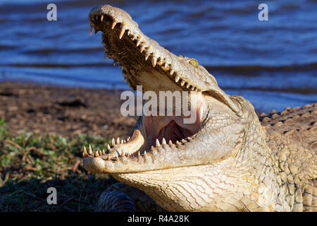 Nilkrokodil (Crocodylus niloticus), Mund weit geöffnet für die thermoregulation, auf der Bank, Sonnenuntergang Dam, Krüger Nationalpark, Südafrika, Afrika Stockfoto