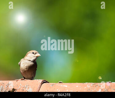 Spatz sitzt auf dem Dach Stockfoto