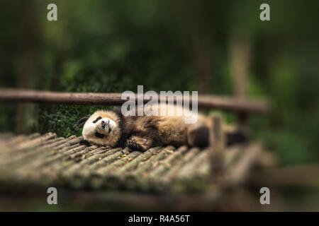 Panda sitzt im Wald und ernährt sich von Bambus Stockfoto