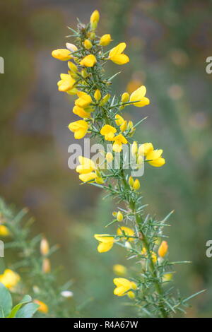Ulex allgemein bekannt als Ginster, furze oder whin ist eine Gattung von Blütenpflanzen in der Familie Fabaceae. Stockfoto