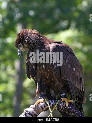 Juvenile Weißkopf-Seeadler Stockfoto