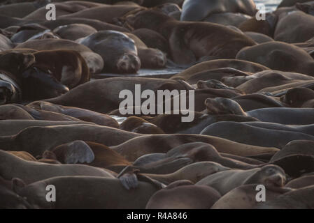 Die Kolonie von Kalifornischen Seelöwen am Pier 39 in San Francisco, CA. Hier werden alle von Ihnen entspannen und zusammen schlafen. Stockfoto