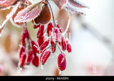 Rote berberitze Beeren (Berberis vulgaris, Berberis thunbergii, Latein Berberis Coronita) mit Raureif auf einem eisigen Winter Tag abgedeckt Stockfoto