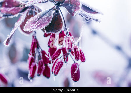 Rote berberitze Beeren (Berberis vulgaris, Berberis thunbergii, Latein Berberis Coronita) mit Raureif auf einem eisigen Winter Tag im Park abgedeckt Stockfoto