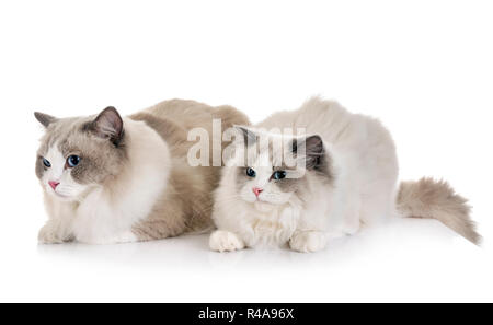 Ragdoll Katzen vor weißem Hintergrund Stockfoto