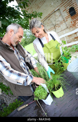 Senior paar Pflanzen Kräuter im Topf Stockfoto