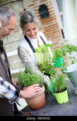 Senior paar Pflanzen Kräuter im Topf Stockfoto