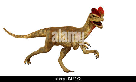 Dilophosaurus, theropode Saurier aus der frühen Kreidezeit (3D-Render auf weißem Hintergrund) Stockfoto