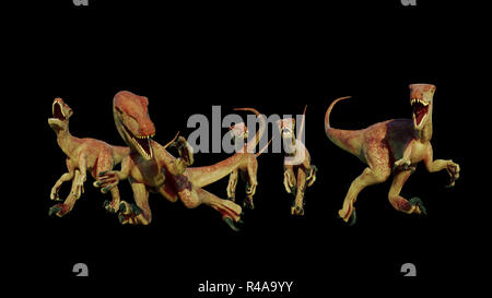 Velociraptor pack, Jagd theropode Saurier, 3D-Darstellung auf schwarzem Hintergrund Stockfoto