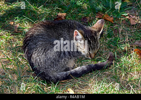 Nahaufnahme auf einem gestreiften tabby Kitten schlafen auf dem welken Gras im Schatten gewellt Stockfoto