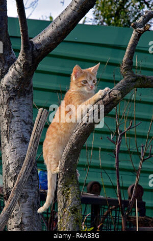 Orange tabby Kitten packte einen Zweig der Baumstruktur durch seine Krallen, seitliche Nahaufnahme Stockfoto