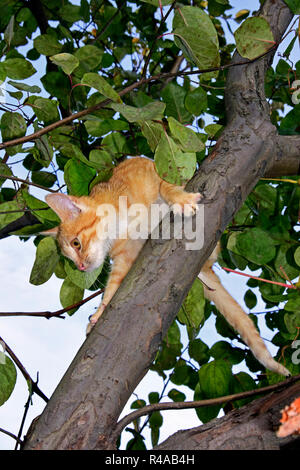Orange tabby Kitten drehen um auf einem Ast Stockfoto
