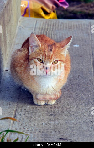 Orange tabby Kitten mit gesprenkelt Nase sitzen auf einen konkreten Schritt, frontale Nahaufnahme Stockfoto