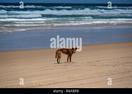 Dingo (Canis lupus Dingo) am Strand auf Fraser Island, Australien an einem sonnigen Tag Stockfoto