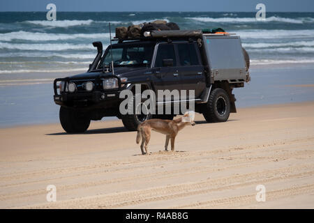 Dingo (Canis lupus Dingo) am Strand auf Fraser Island, Australien mit Fahrzeug im Hintergrund Stockfoto