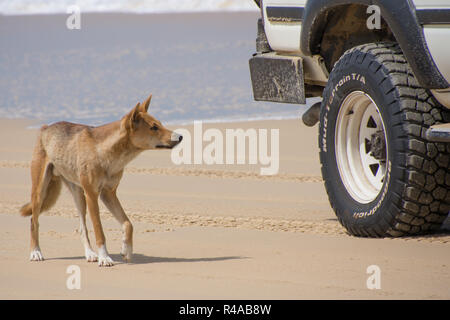 Dingo (Canis lupus Dingo) am Strand auf Fraser Island, Australien mit Fahrzeug im Hintergrund Stockfoto