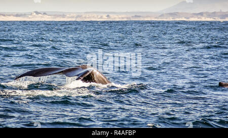 Der Schwanz einer Buckelwal aus dem Wasser gehoben, Monterey Bay, Kalifornien Stockfoto
