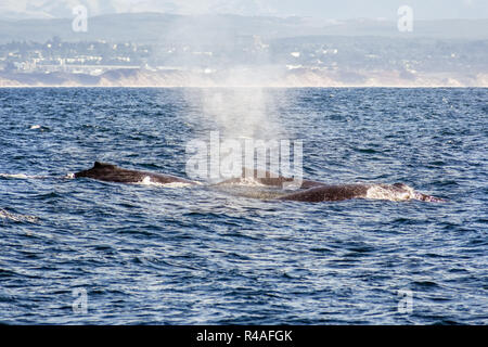 Eine Gruppe von Buckelwalen Schwimmen in den Gewässern des Monterey Bay, Kalifornien Stockfoto