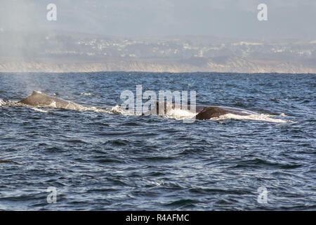 Eine Gruppe von Buckelwalen Schwimmen in den Gewässern des Monterey Bay, Kalifornien Stockfoto