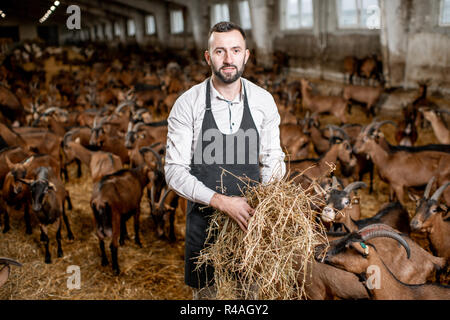 Porträt einer stattlichen Bauer Fütterung mit Heu Ziegen der alpinen Rasse in den großen Stall der Milch auf dem Bauernhof Stockfoto