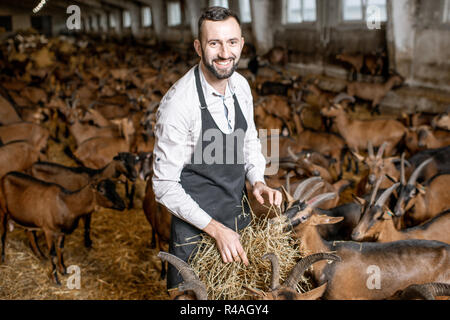 Porträt einer stattlichen Bauer Fütterung mit Heu Ziegen der alpinen Rasse in den großen Stall der Milch auf dem Bauernhof Stockfoto