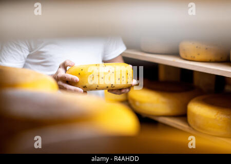 Holding Käse Rad auf den Käse Lagerung während des Alterungsprozesses. Nahaufnahme mit kein Gesicht Stockfoto