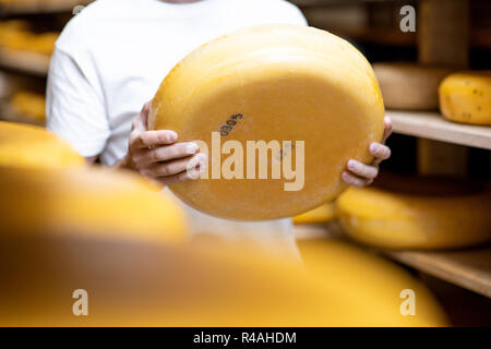 Holding Käse Rad auf den Käse Lagerung während des Alterungsprozesses. Nahaufnahme mit kein Gesicht Stockfoto