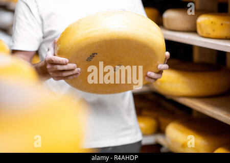 Holding Käse Rad auf den Käse Lagerung während des Alterungsprozesses. Nahaufnahme mit kein Gesicht Stockfoto