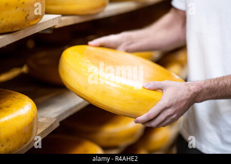 Arbeitnehmer, die Käse bei der Lagerung während der Käse Alterungsprozess. Nahaufnahme mit kein Gesicht Stockfoto