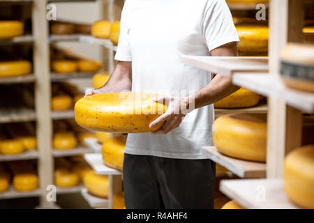 Holding Käse Rad auf den Käse Lagerung während des Alterungsprozesses. Nahaufnahme mit kein Gesicht Stockfoto