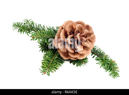 Pine Tree Branch mit Konus itop Anzeigen solated auf Weiß Stockfoto