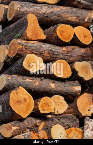 Brennholz Stockfoto