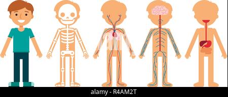 Junge Körper Anatomie Vector Illustration. Menschliches Skelett, Kreislauf, Nerven- und Verdauungssystem. Stock Vektor