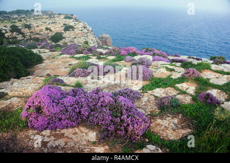 Wilde Blumen auf Formentera Klippen, Balearen Spanien Stockfoto