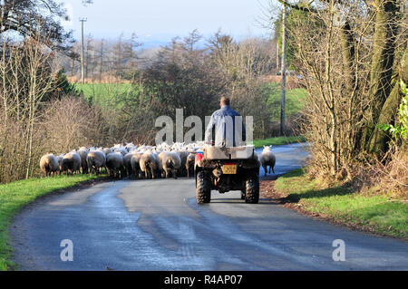 Um die UK-Lancashire Landwirt Verschieben der Schafe zwischen den Feldern. Stockfoto