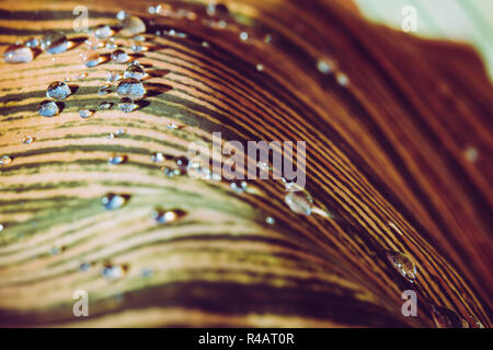 Eine große Stripy leaved μ in Tau mit Tropfen Wasser reflektiert das Sonnenlicht auf der Blattoberfläche abgedeckt. Stockfoto