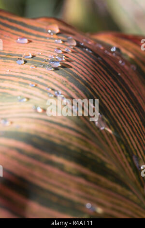 Eine große Stripy leaved μ in Tau mit Tropfen Wasser reflektiert das Sonnenlicht auf der Blattoberfläche abgedeckt. Stockfoto