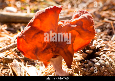 Hooded false Morel, (Gyromitra infula) Stockfoto