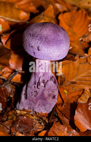 Violett, webcap (Cortinarius violaceus) Stockfoto