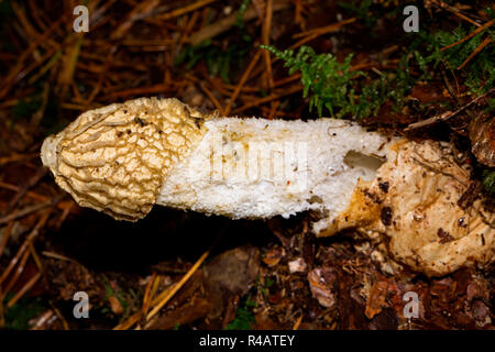 Gemeinsame Exemplar des Gemeinen Stinkmorchels, (Phallus impudicus) Stockfoto