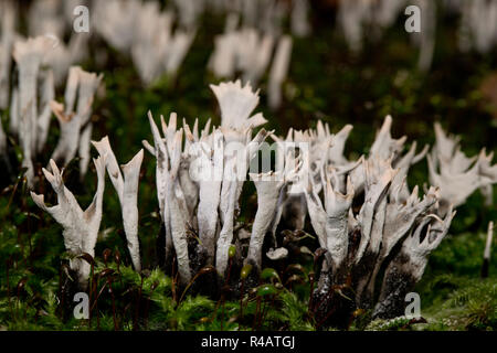 Leuchter Pilz, (Xylaria hypoxylon) Stockfoto