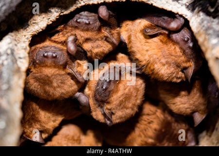 Gemeinsame noctules, (Nyctalus noctula) Stockfoto