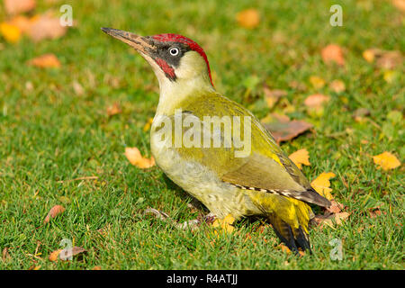 Europäische Grünspecht, männlich, (Picus viridis) Stockfoto