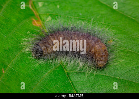 Braun Tiger Moth, Caterpillar, (Hyphoraia aulica) Stockfoto