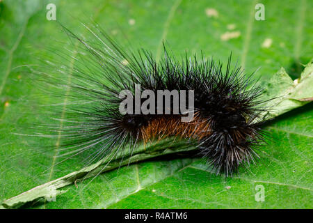 Braun Tiger Moth, Caterpillar, (Arctia aulica) Stockfoto