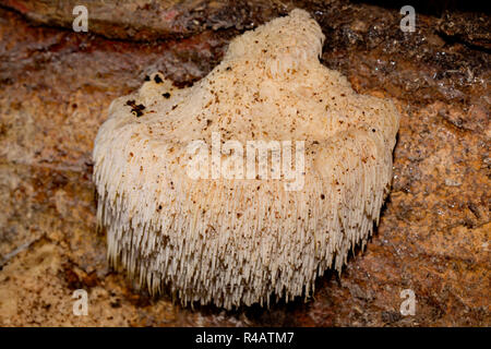 Bärtige Zahn Pilz, (Hericium erinaceus) Stockfoto