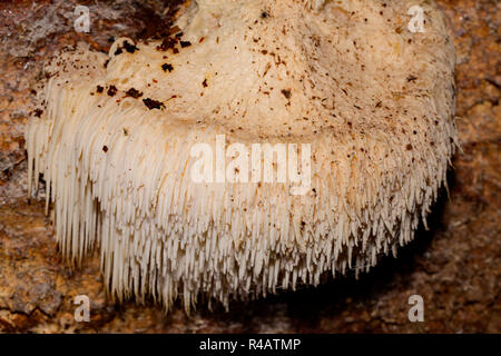 Bärtige Zahn Pilz, (Hericium erinaceus) Stockfoto