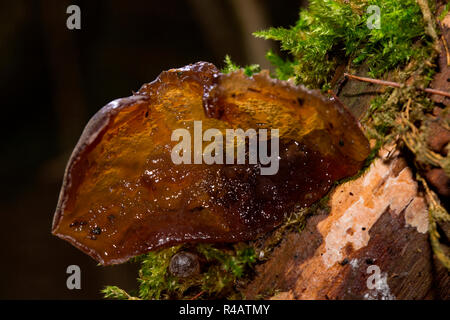 Der Jude Ohr, (Auricularia judae Aurikel -) Stockfoto